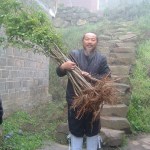 Taoist Medicine