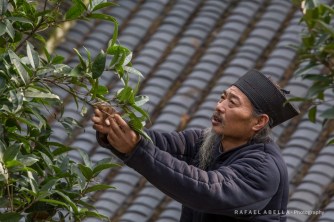 wudang master